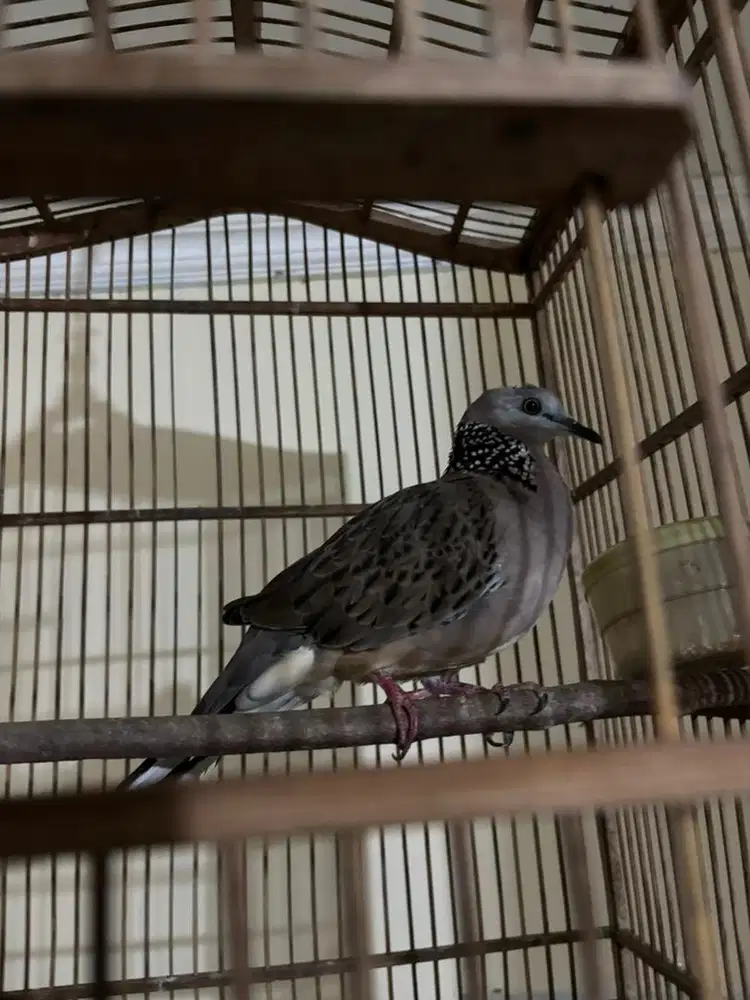 tekukur derkuku kuk 6-7