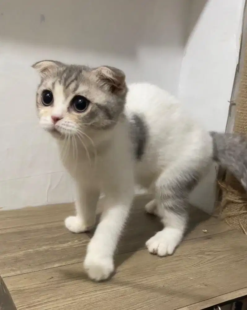 Scottish fold line import