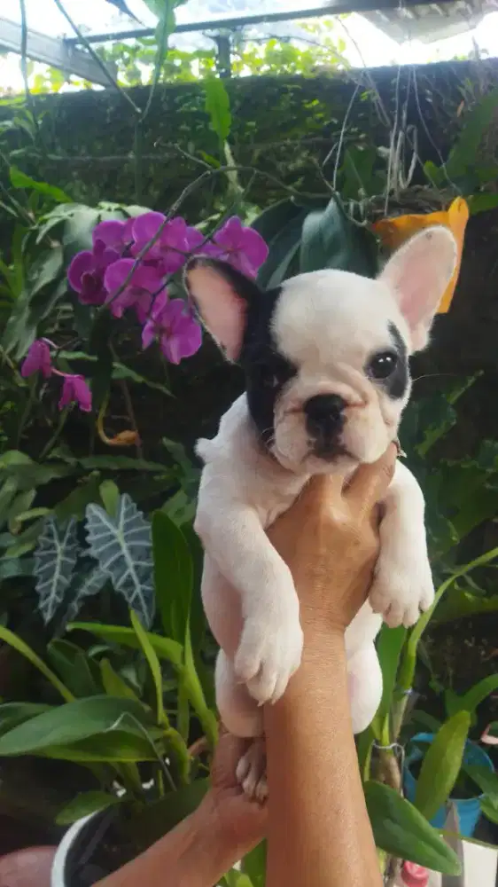 French Bulldog pupies