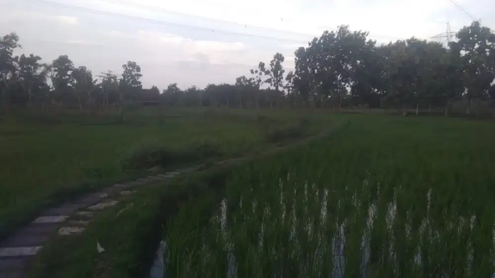 Tanah / sawah di jual