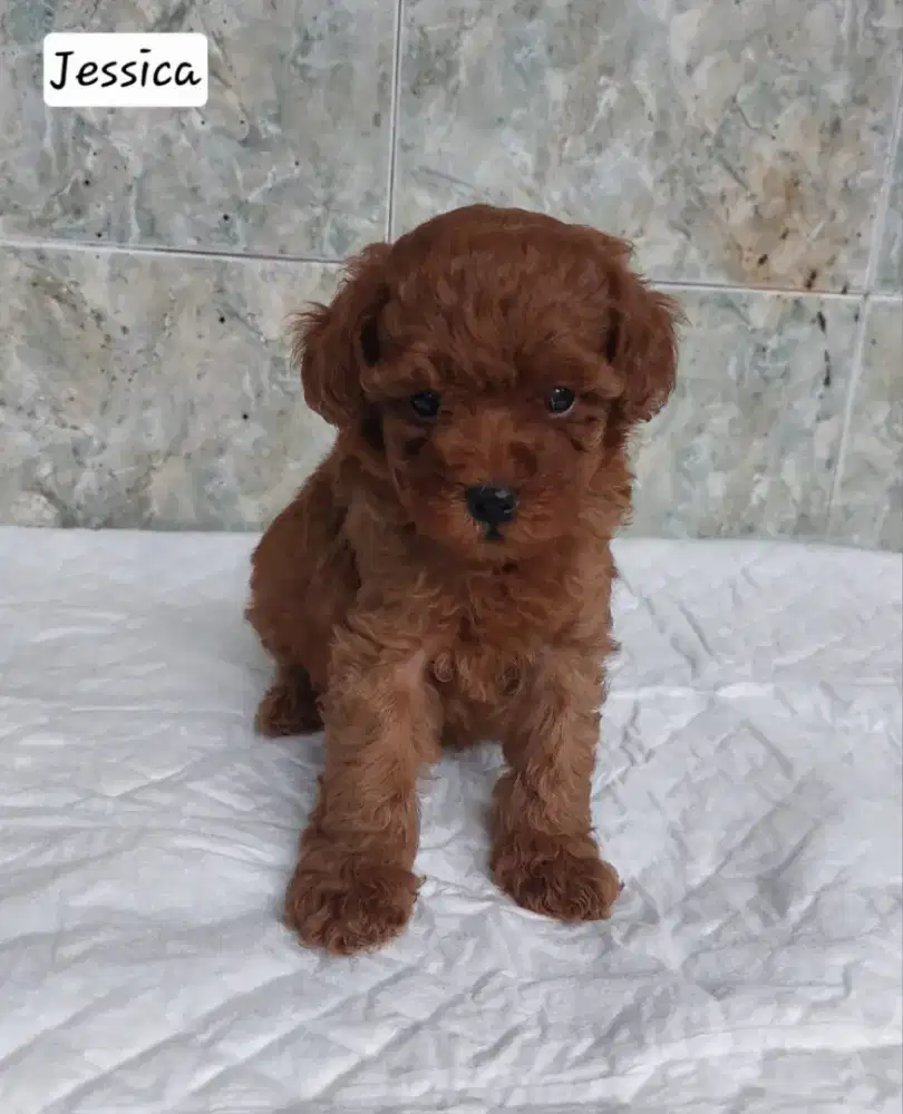 Red toy poodle Betina