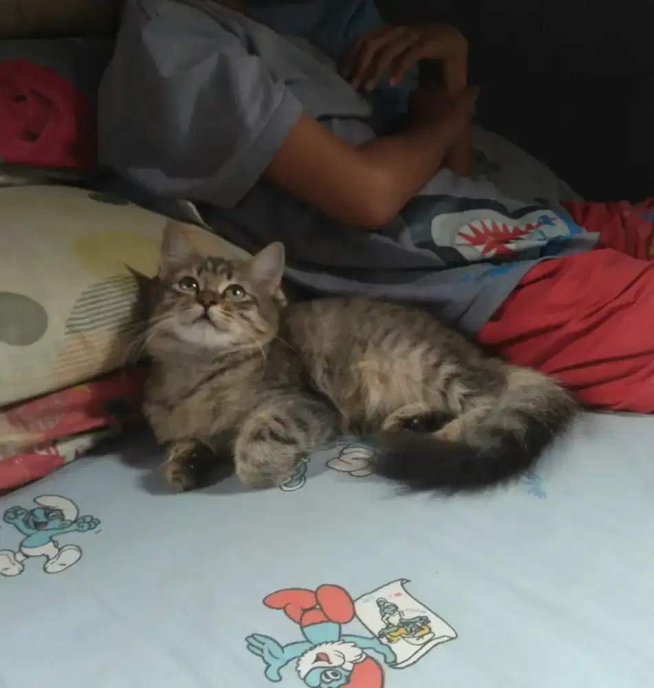 anak kucing persia