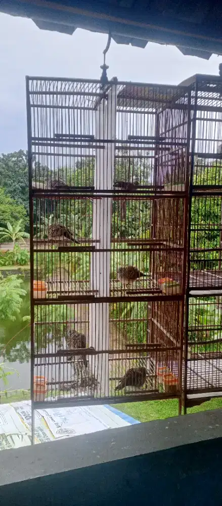 Burung Perkutut Lokal