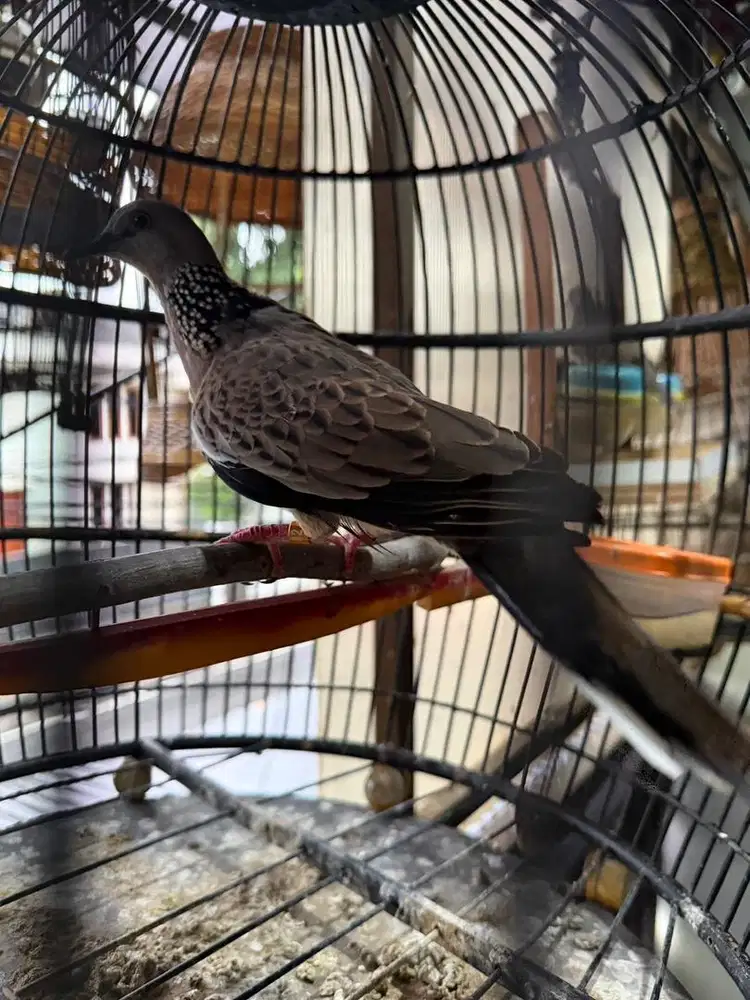 Derkuku Jantan kuk 4