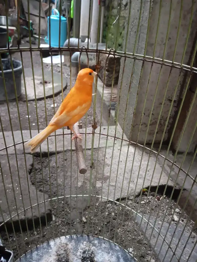 Kenari merlok sehat lincah