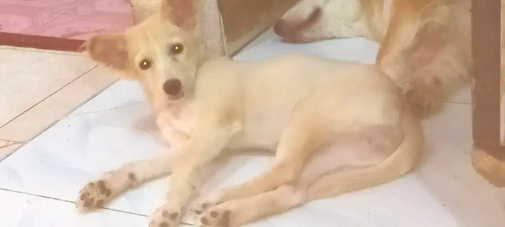 Anjing mix mini pincer betina usia 4 bln