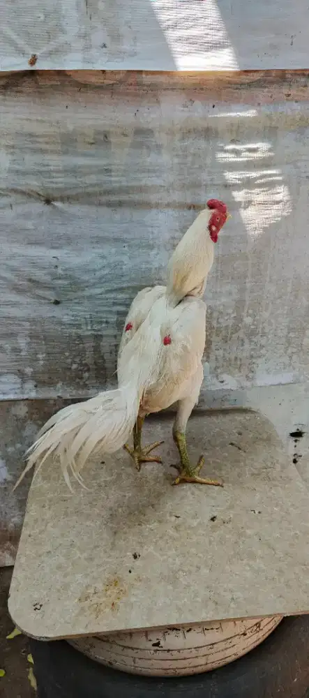 Dijual ayam siam bangkok putih