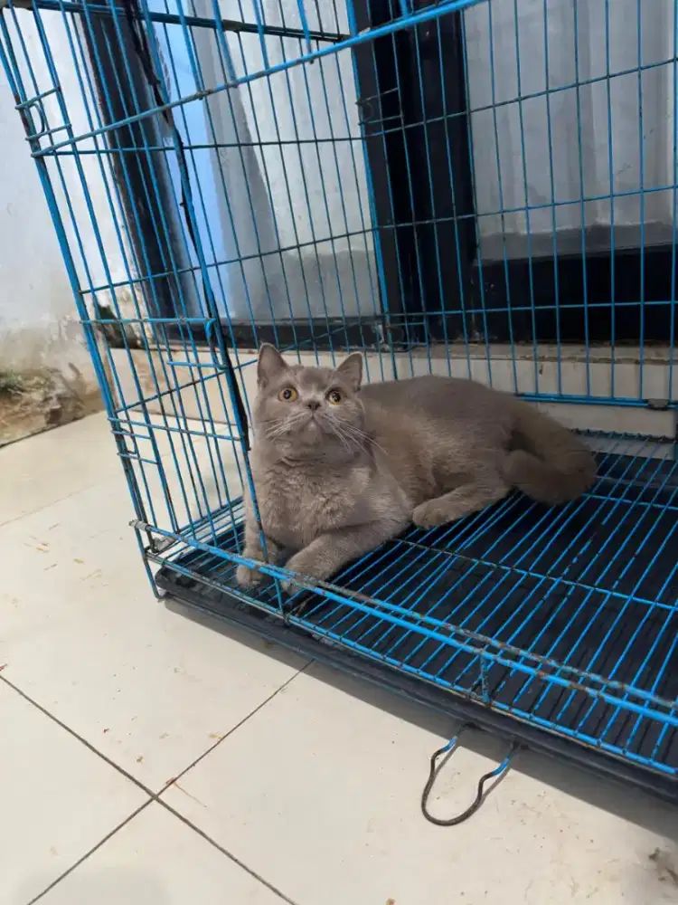 KUCING KITTEN BRITISH SHORTHAIR LILAC JANTAN