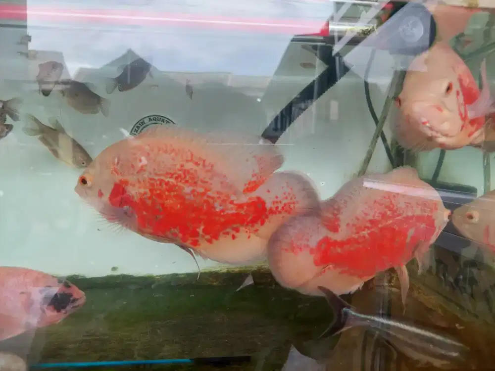 Oscar albino dan aquarium