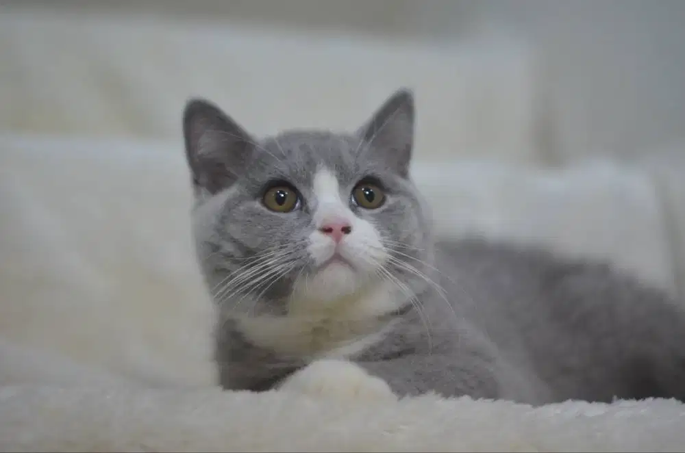 British Short Hair Bico