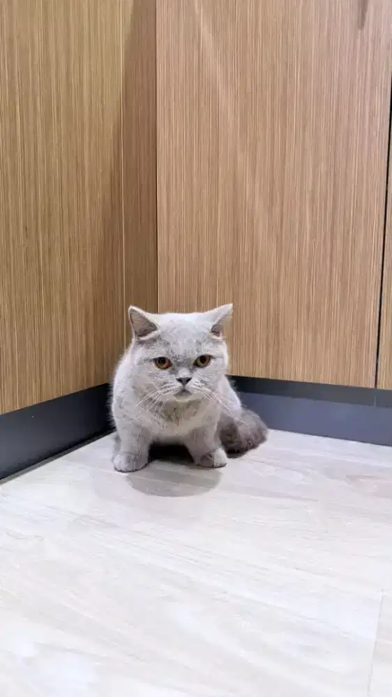 British shorthair munckhin betina 13 bulan