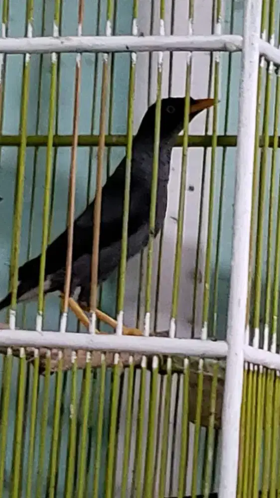 Jual Burung Jalak Borongan Plus Kandang