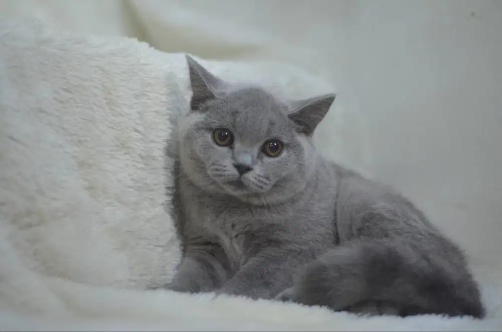 British Short Hair Blue