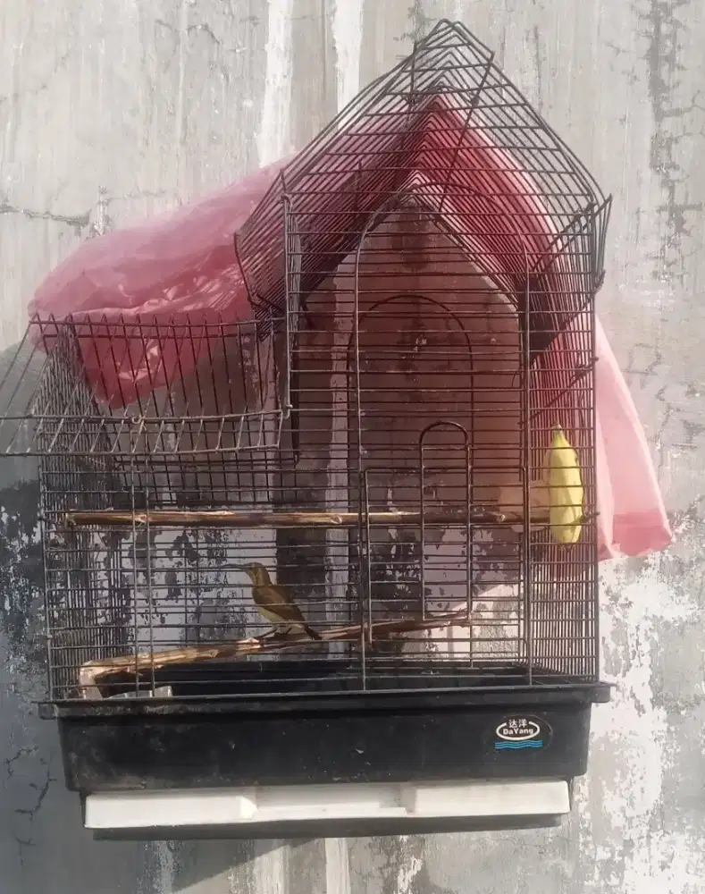 Burg jantan muda + kandang.