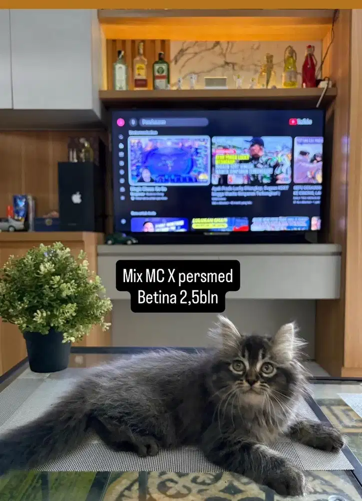 Mix Mc betina 2,5bln