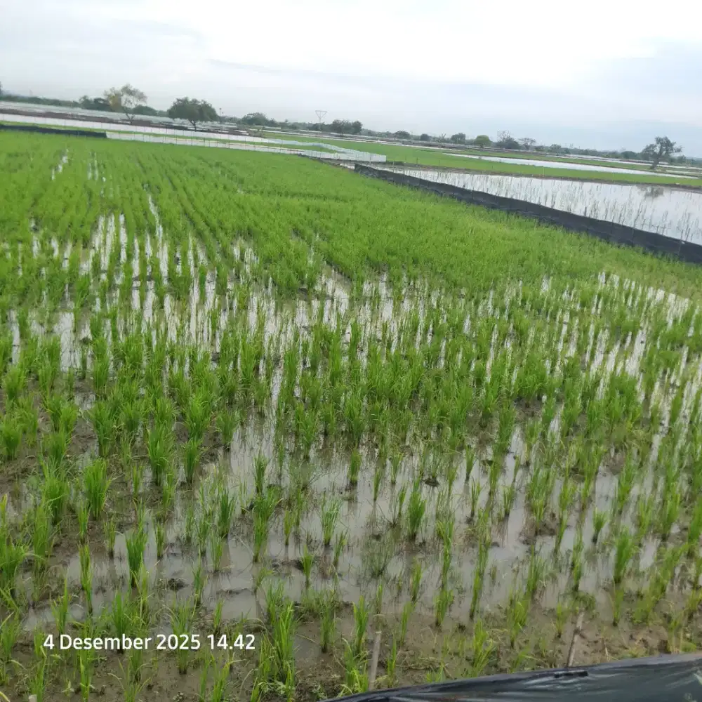 Di Jual Tanah Sawah