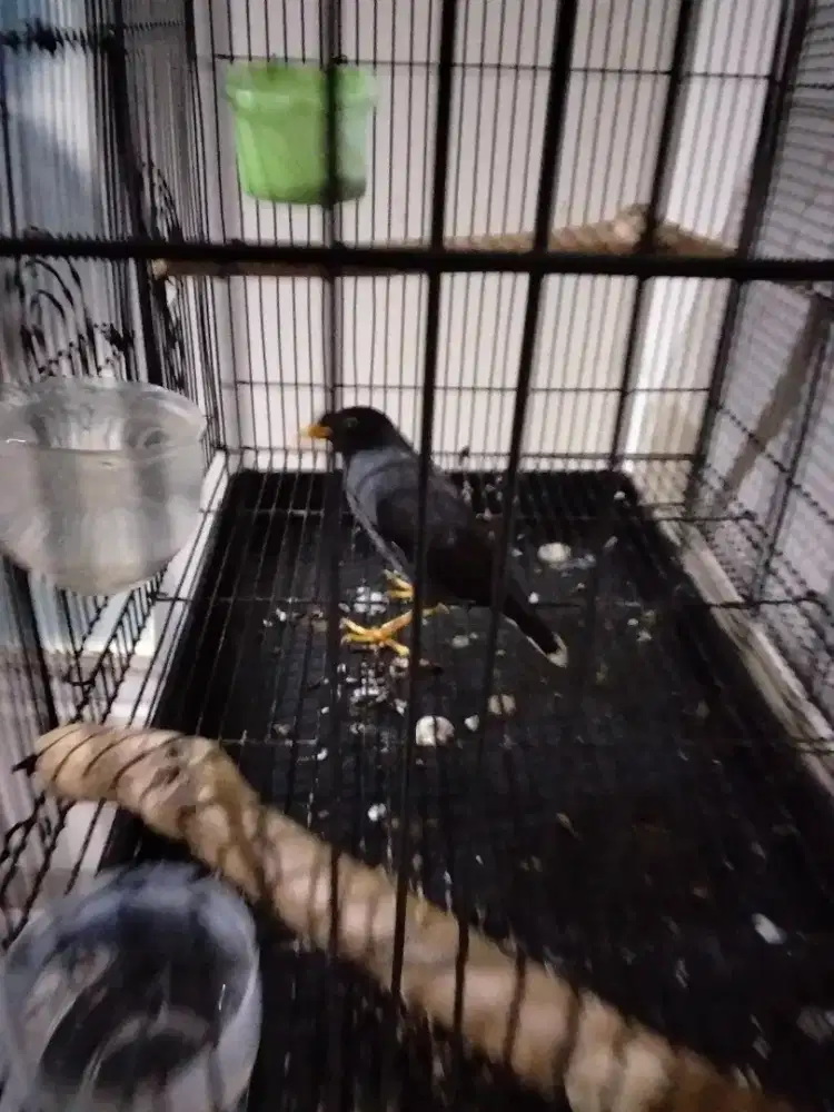 Dijual Jalak Kebo Gajor Brisik