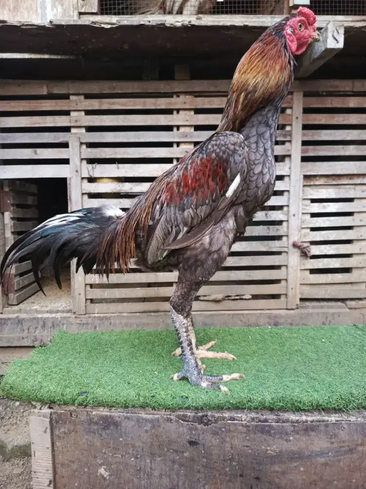 Jual ayam Siam Mangon