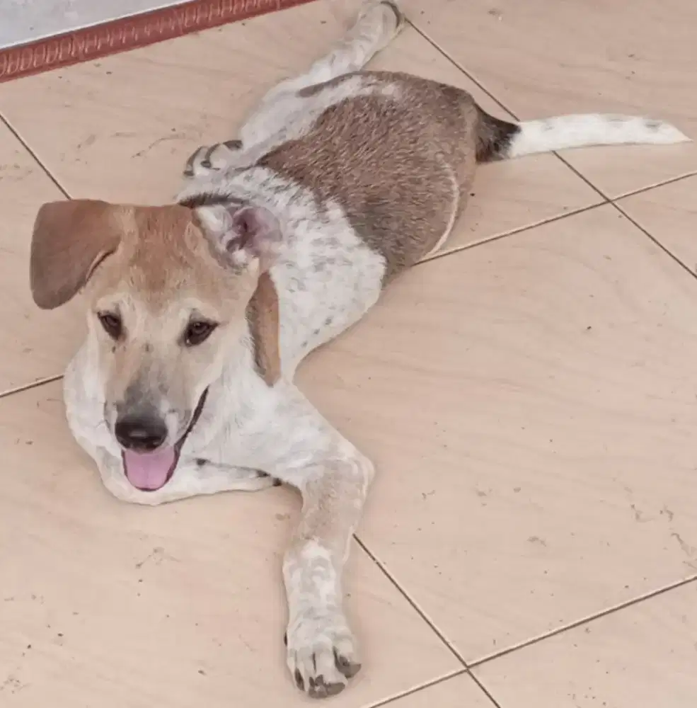 Semi hibah anjing remaja