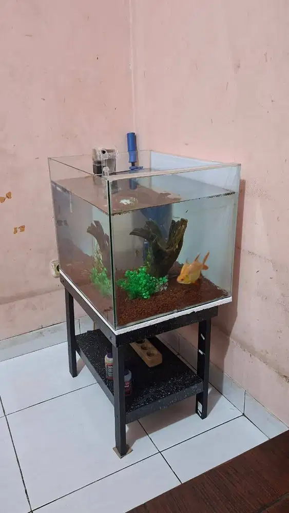 akuarium 50x40x40 dan isinya