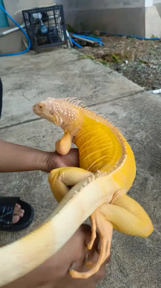 Iguana albino betina