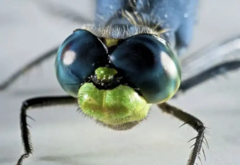 Dicari pekerja untuk mengajari anak 8 tahun