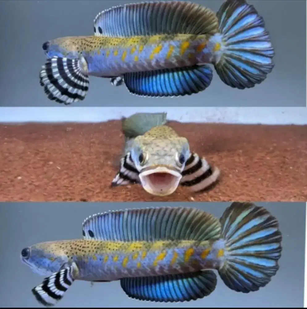 Baby Channa Blue Pulchra | Size 3-4 CM | Kualitas Grade A