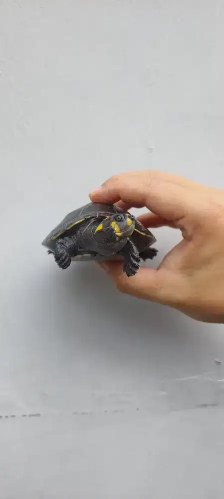 Kura Unifilis 11 cm bukan CST RES Sulcata