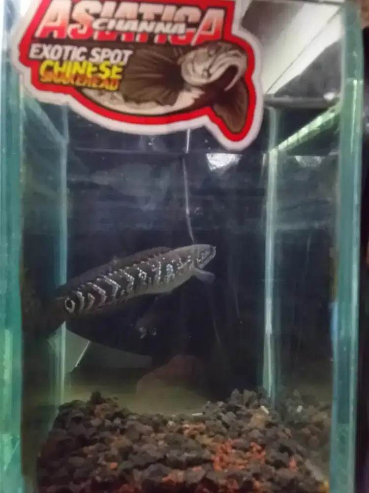 Bbaby Channa Asiatica WS | Size 3-4 Cm | Kualitas Grade A