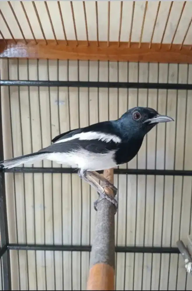 kacer gacor tinggal bawa lomba