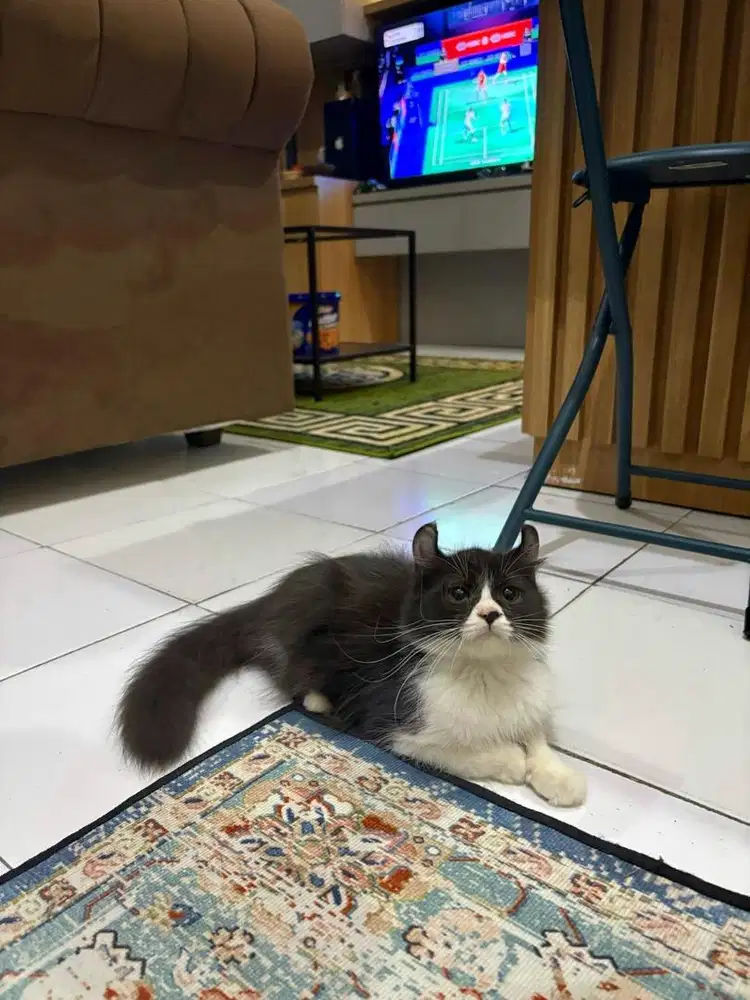 American curl jantan 3bln