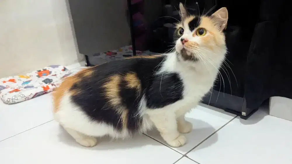 Kucing persia medium betina