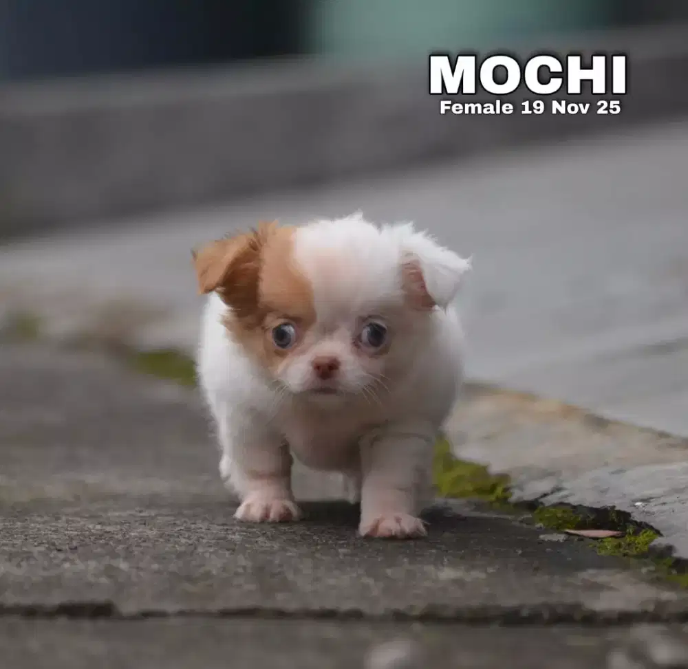 Chihuahua longhair betina •MOCHI•
