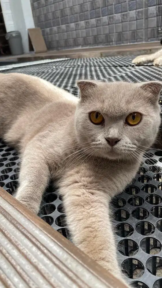 Dijual British Short Hair x Scottish Fold Male Lilac