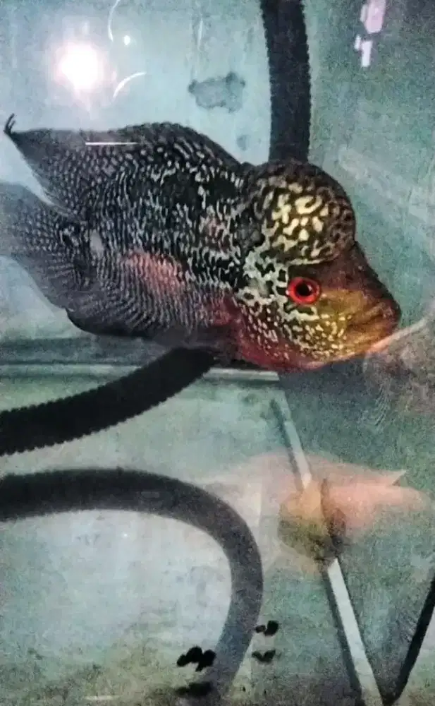 Louhan cencu full marking