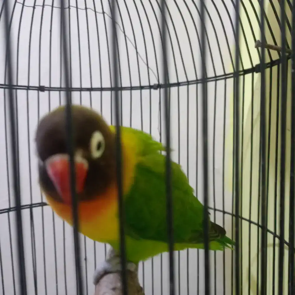 Jual burung love bird