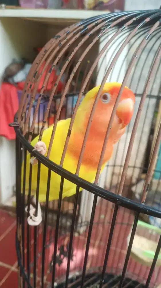 BURUNG LOVE BIRD LUTINO MATA MERAH FULSET