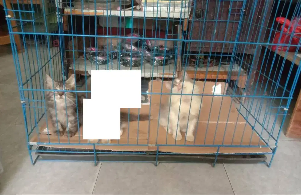 Kucing munchkin persia anggora