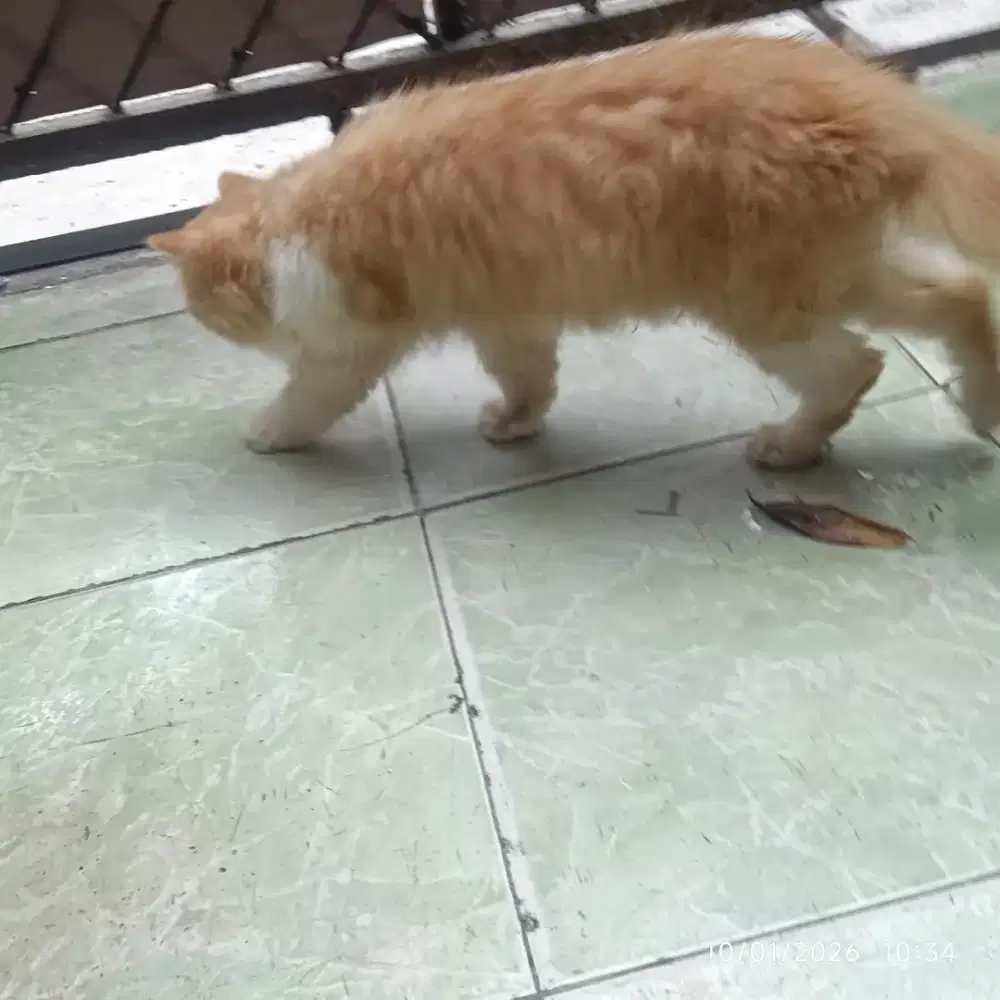 kucing pesek (PeackNkse)