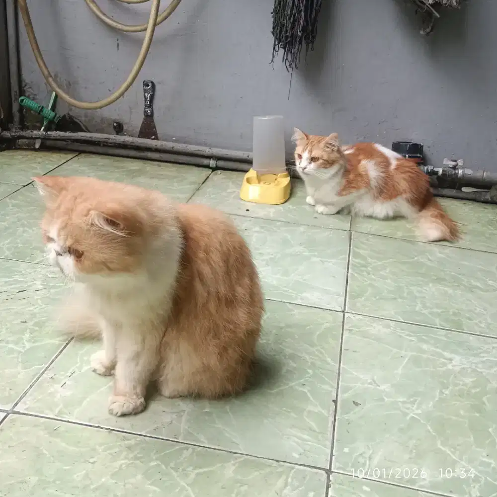 kucing pesek (PeackNkse)