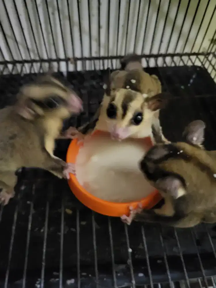 Jual sg indukan borongan