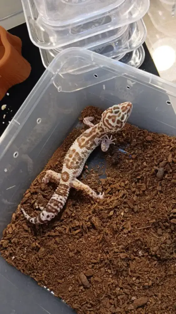 Gecko bukan beby lagi