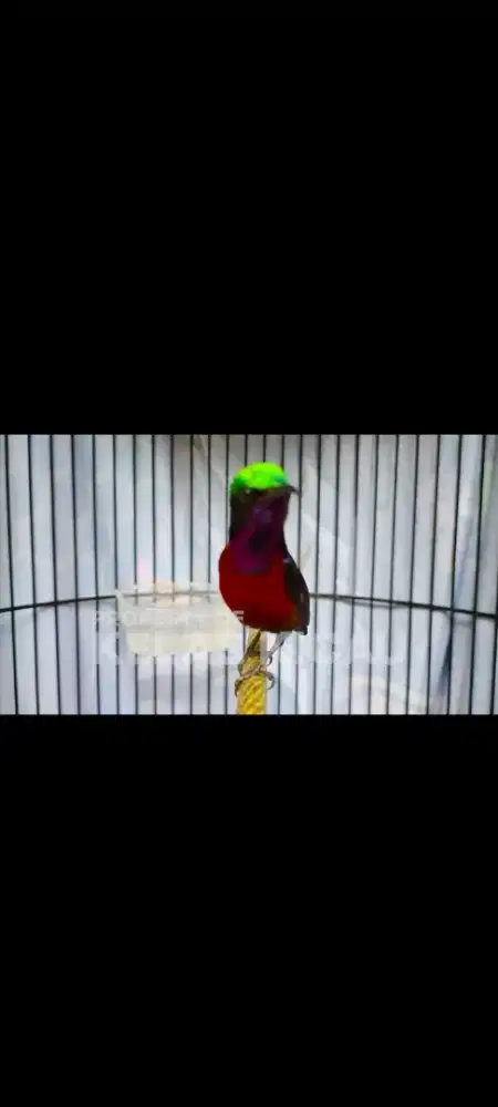 Konin super gacor rawatan lama