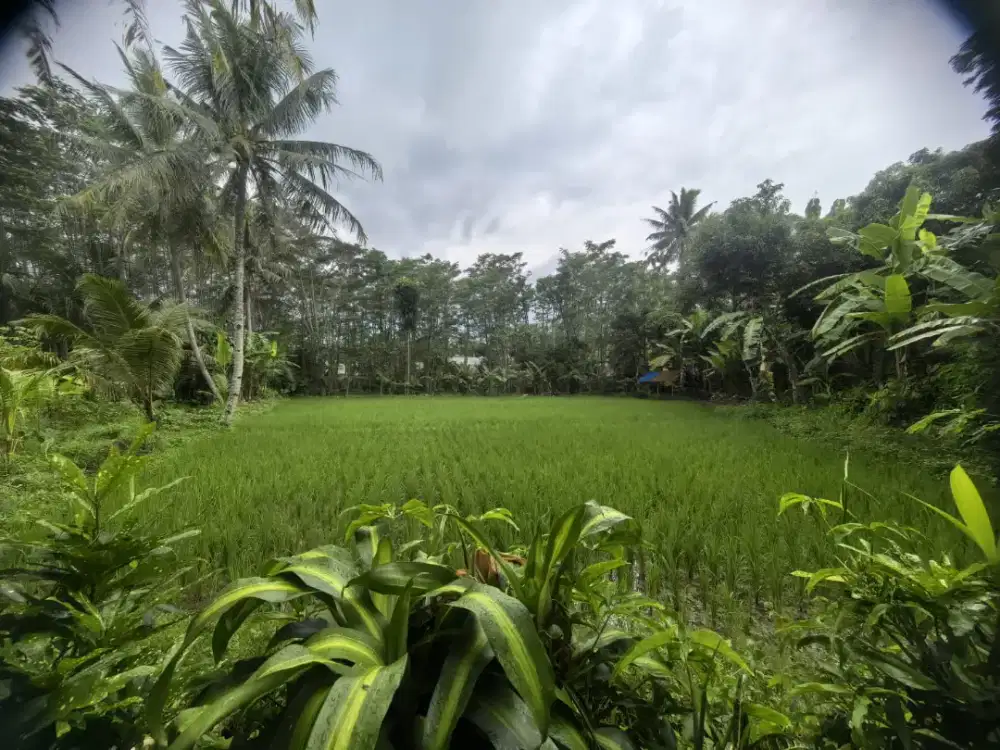 SAWAH MURAH SHM Pinggir Jalan Utama - 17 Menit ke Tol Jatiluhur