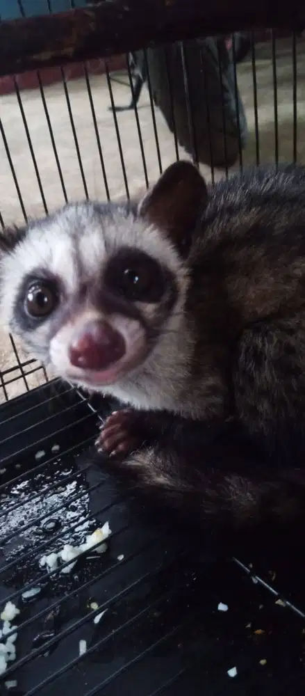 Musang Pandan Jantan Jinak