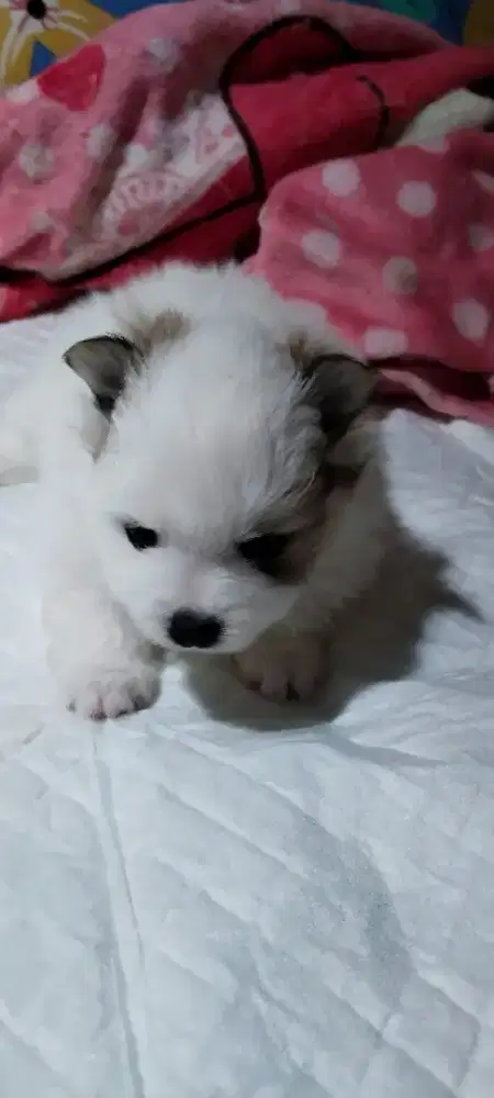 DI JUAL CEPAT ANAKAN MINIPOM JANTAN DAN BETINA