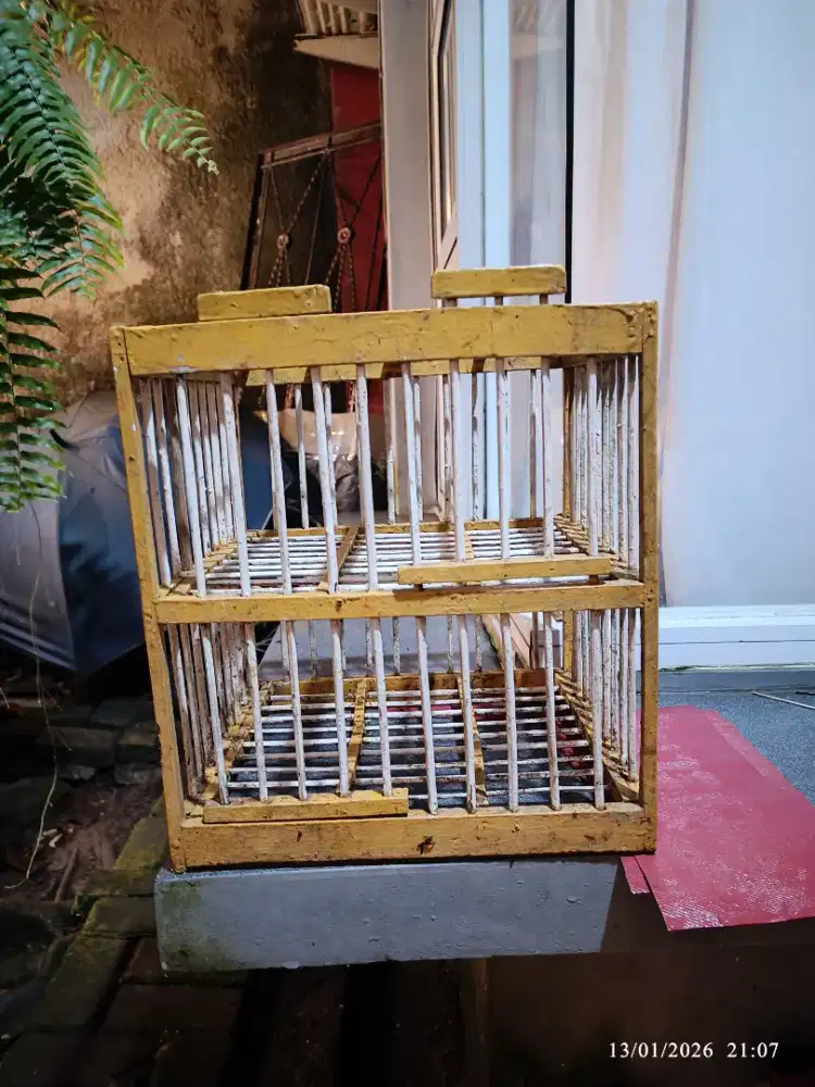 Dongdang merpati burung dara