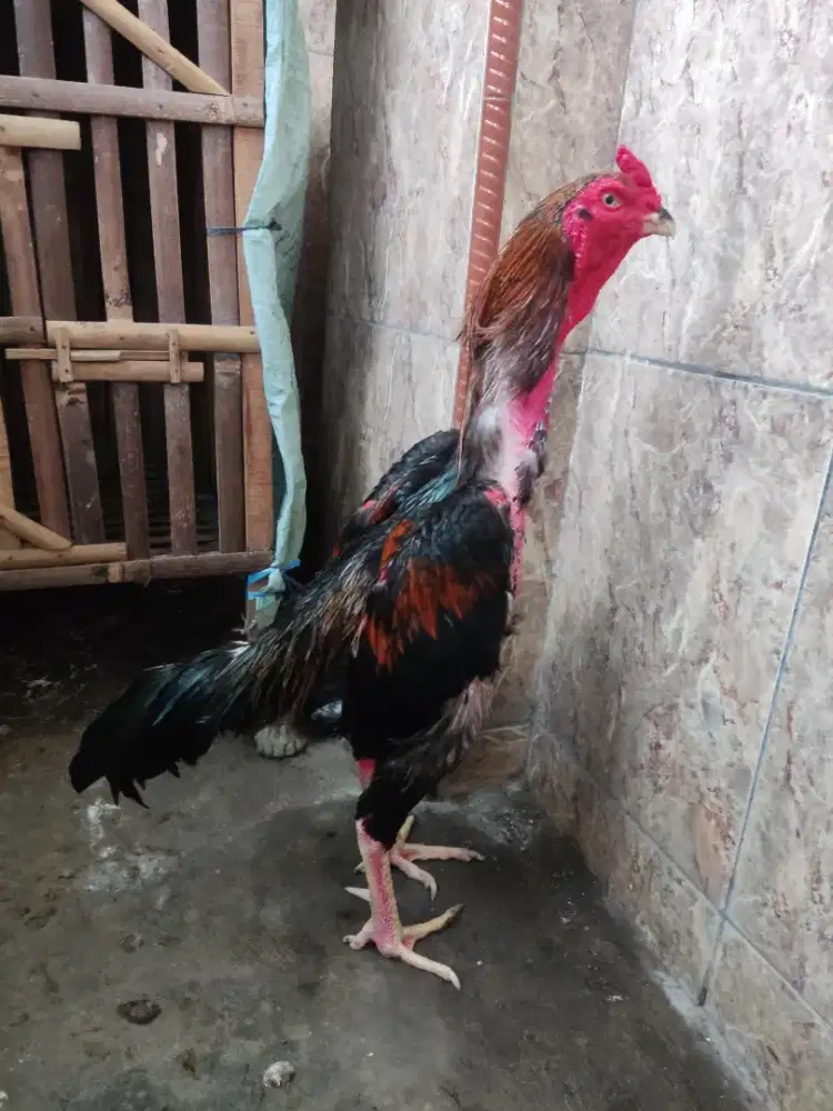 Ayam shamo tarung
