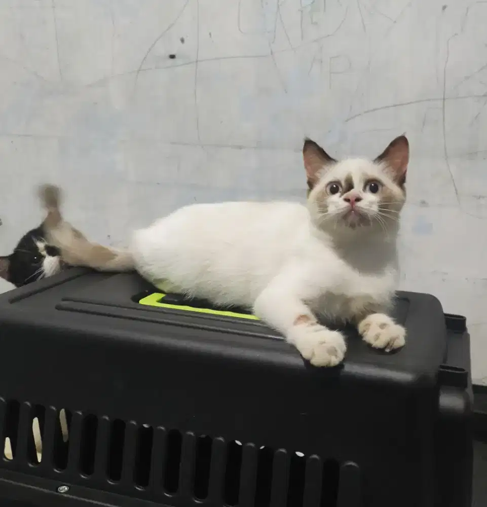 Kitten motif ragdol mata biru