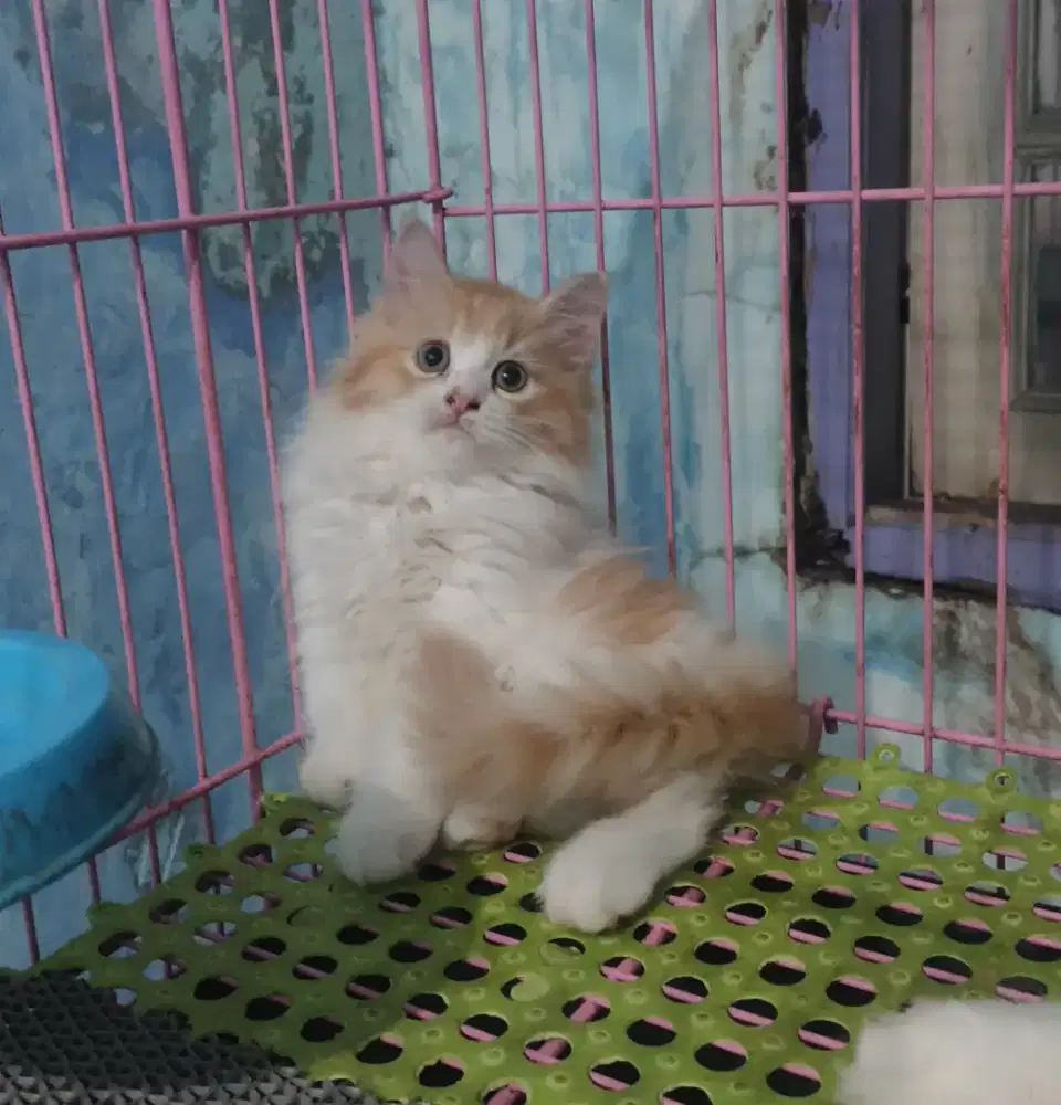 Persia medium betina bicolour red